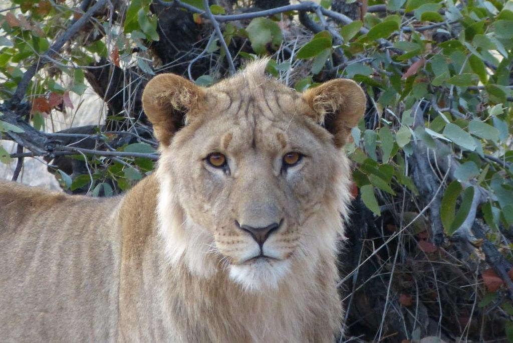 Grootberg Lodge Damaraland Dış mekan fotoğraf